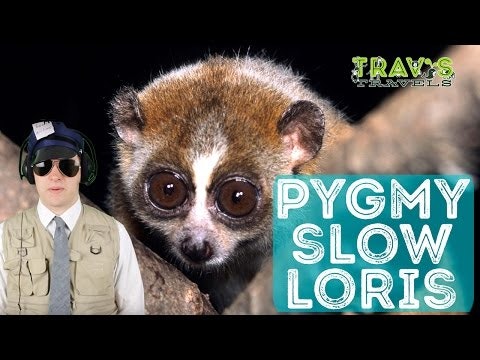 Pygmy Slow Loris - Animal Facts