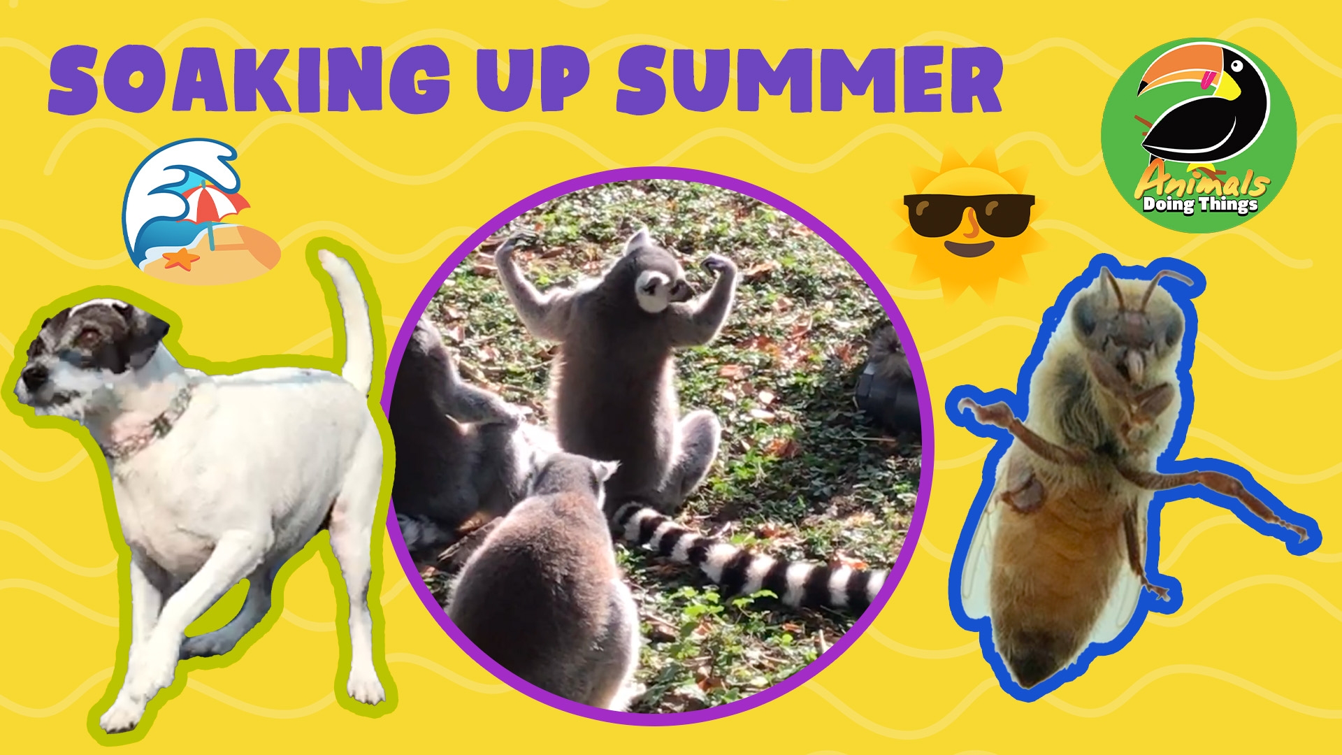 Animals Doing Things | Soaking Up Summer