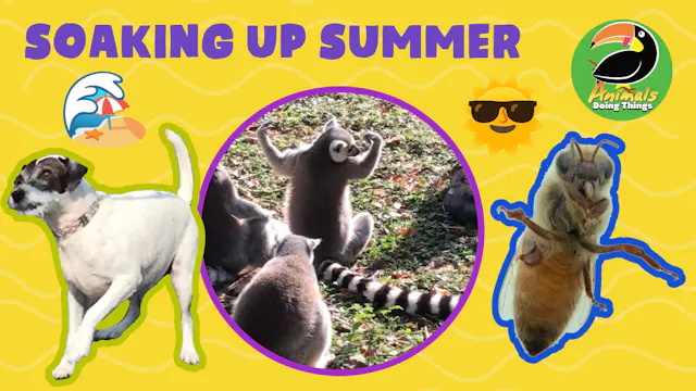 Animals Doing Things | Soaking Up Summer