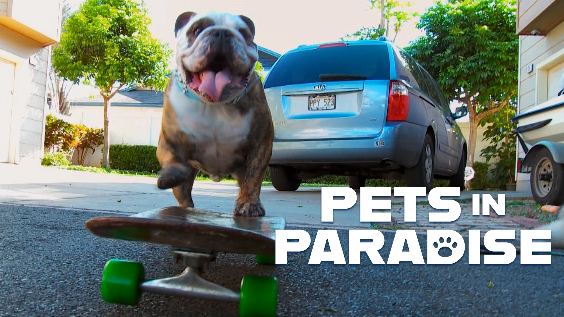 Skateboarding Dogs