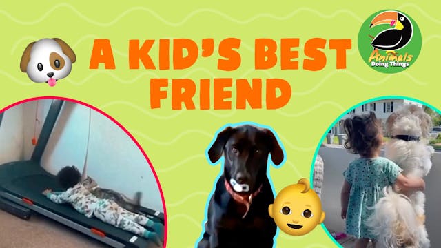Animals Doing Things | Kid's Best Fri...