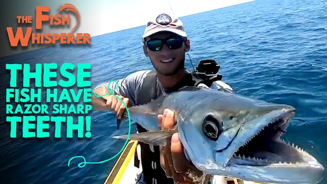 These Fish have Razor Sharp Teeth!