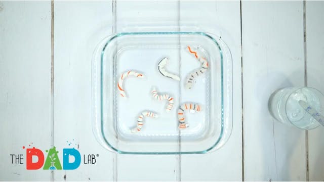 Cool Paper Worms Science Activity for...