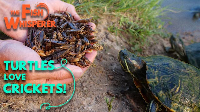 Turtles Love Crickets!