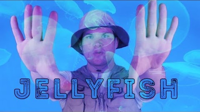Jellyfish - Animal Facts 