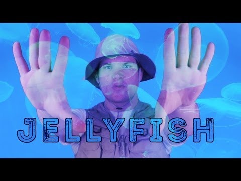 Jellyfish - Animal Facts 