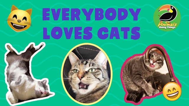 Animals Doing Things | Everybody Loves Cats