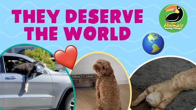 Animals Doing Things | They Deserve T...