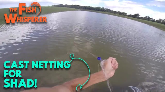 Cast Netting for Shad