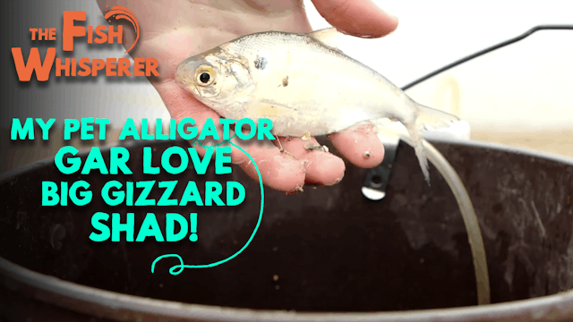 My Pet Alligator Gar Love Big Gizzard Shad!