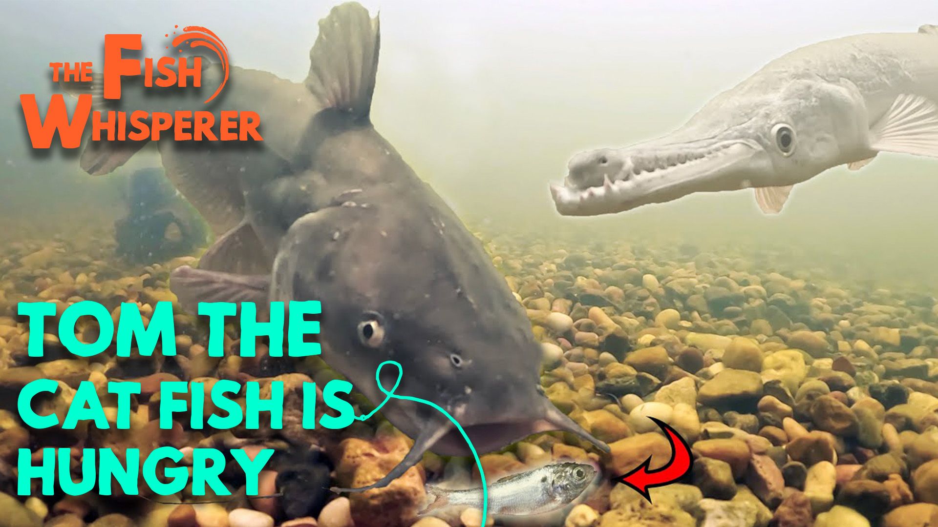 Tom the Catfish is Hungry!