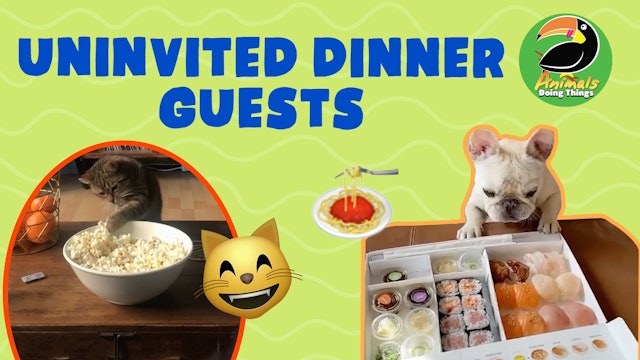 Animals Doing Things | Uninvited Dinner Guests