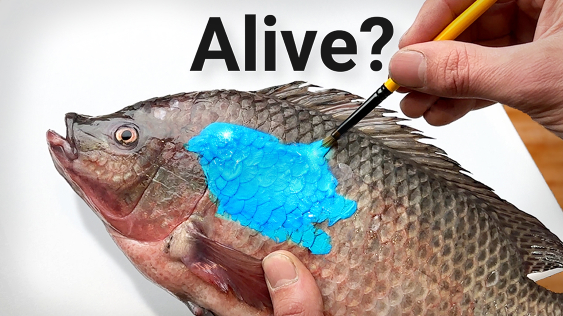Can I Make Art Using a Fish?