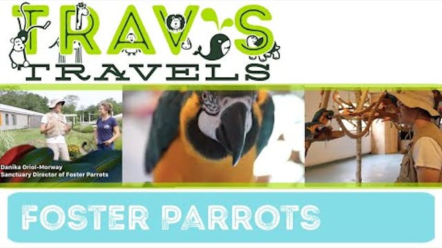 Trav's Travels- Foster Parrots
