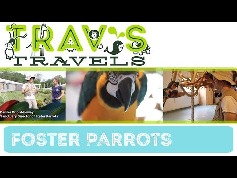 Trav's Travels- Foster Parrots