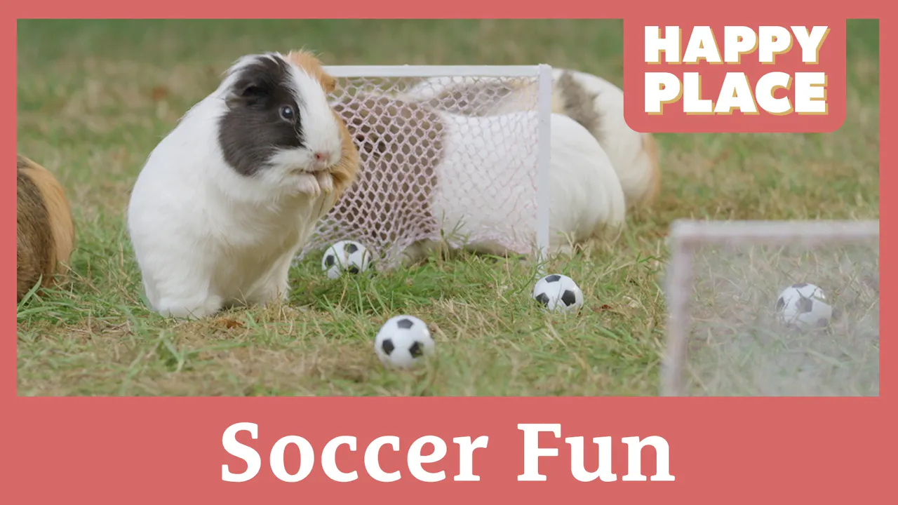 Soccer Fun - Happy Place - Yippee - Faith filled shows!