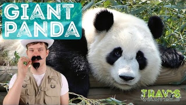 Panda - Animal Facts 