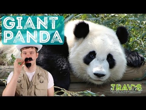 Panda - Animal Facts 