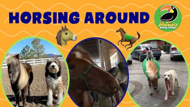 Animals Doing Things | Horsin Around