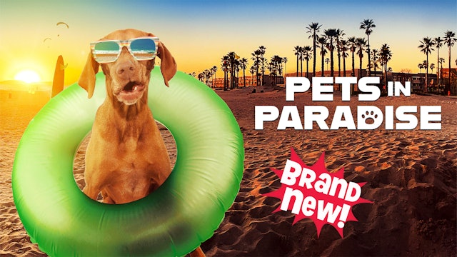 Pets in Paradise TV