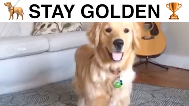 Animals Doing Things | Stay Golden