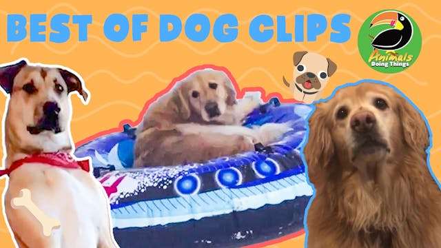 Animals Doing Things | Best of Dog Clips