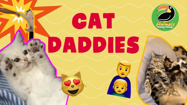  Animals Doing Things | Cat Daddies 