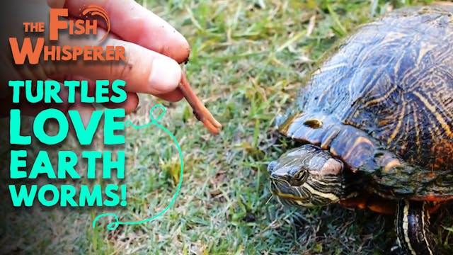 Turtles Love Earthworms!