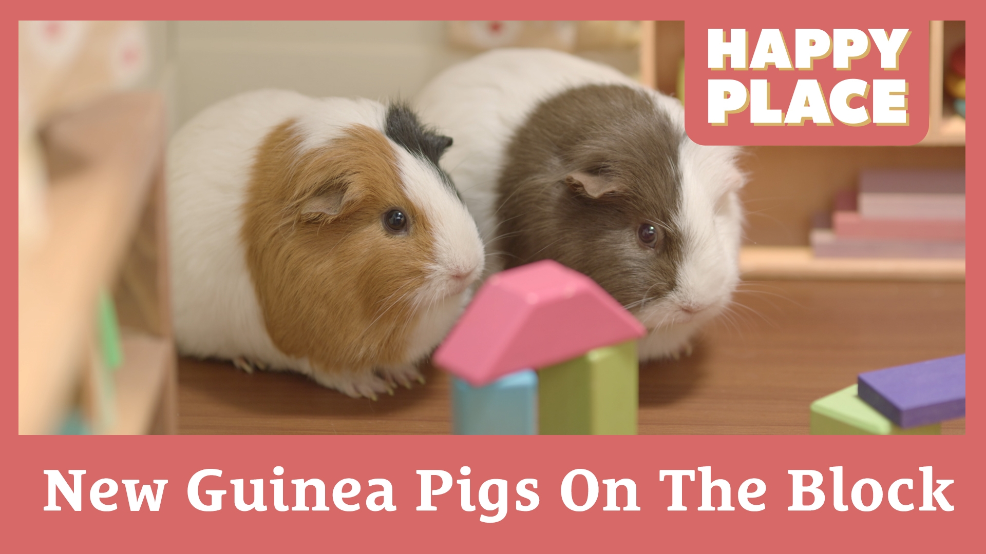 New Guinea Pigs On The Block