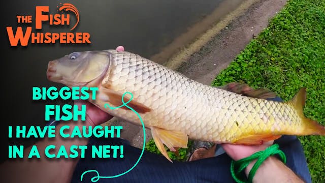 Biggest Fish I’ve Caught in a Cast Net!