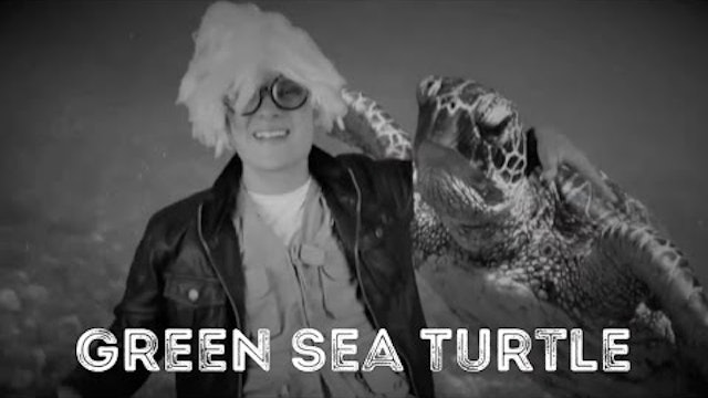 Green Sea Turtle - Animal Facts 