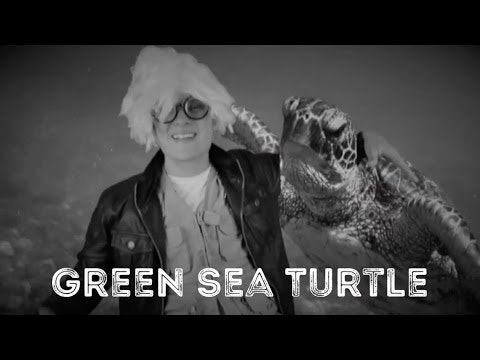 Green Sea Turtle - Animal Facts 