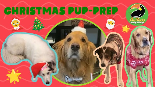 Animals Doing Things | Christmas Pup-...