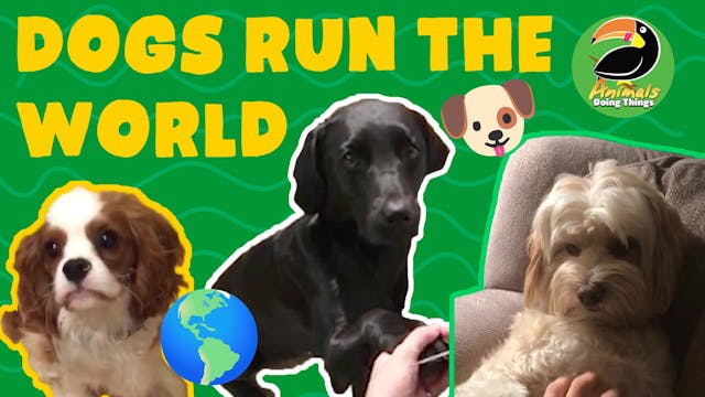 Animals Doing Things | Dogs Run The W...