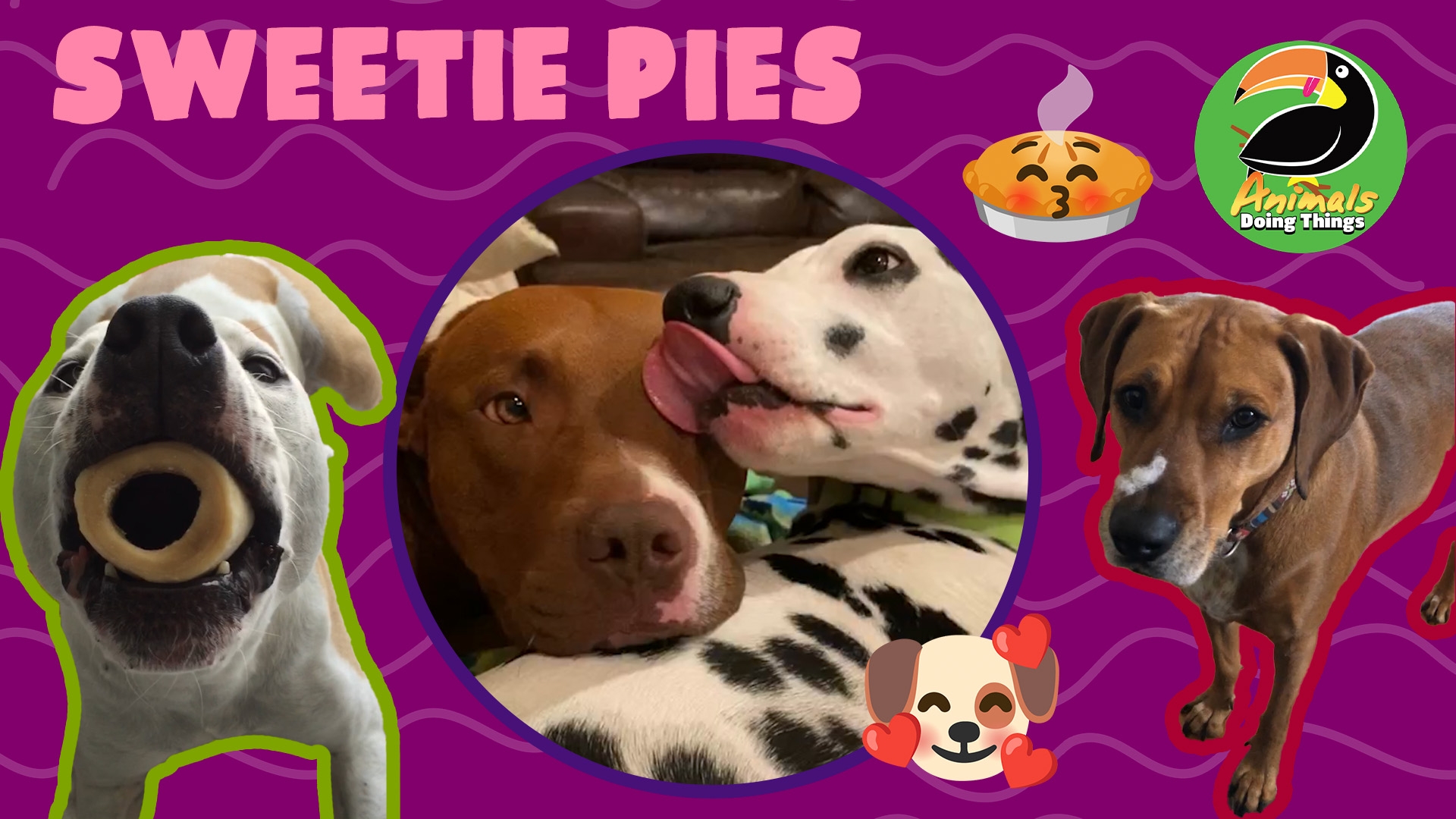 Animals Doing Things | Sweetie Pies