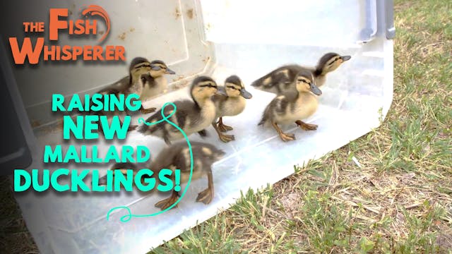 Raising New Mallard Ducklings!
