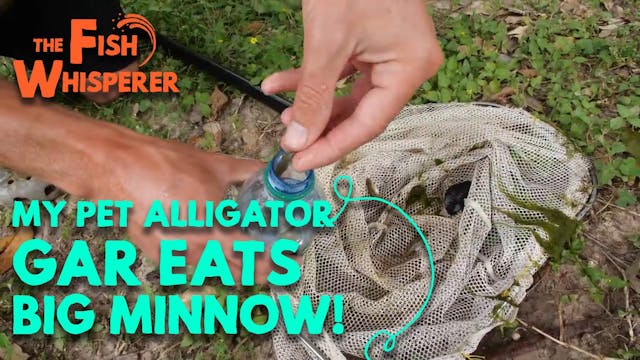 Pet Alligator Gar Eats Big Minnow!!