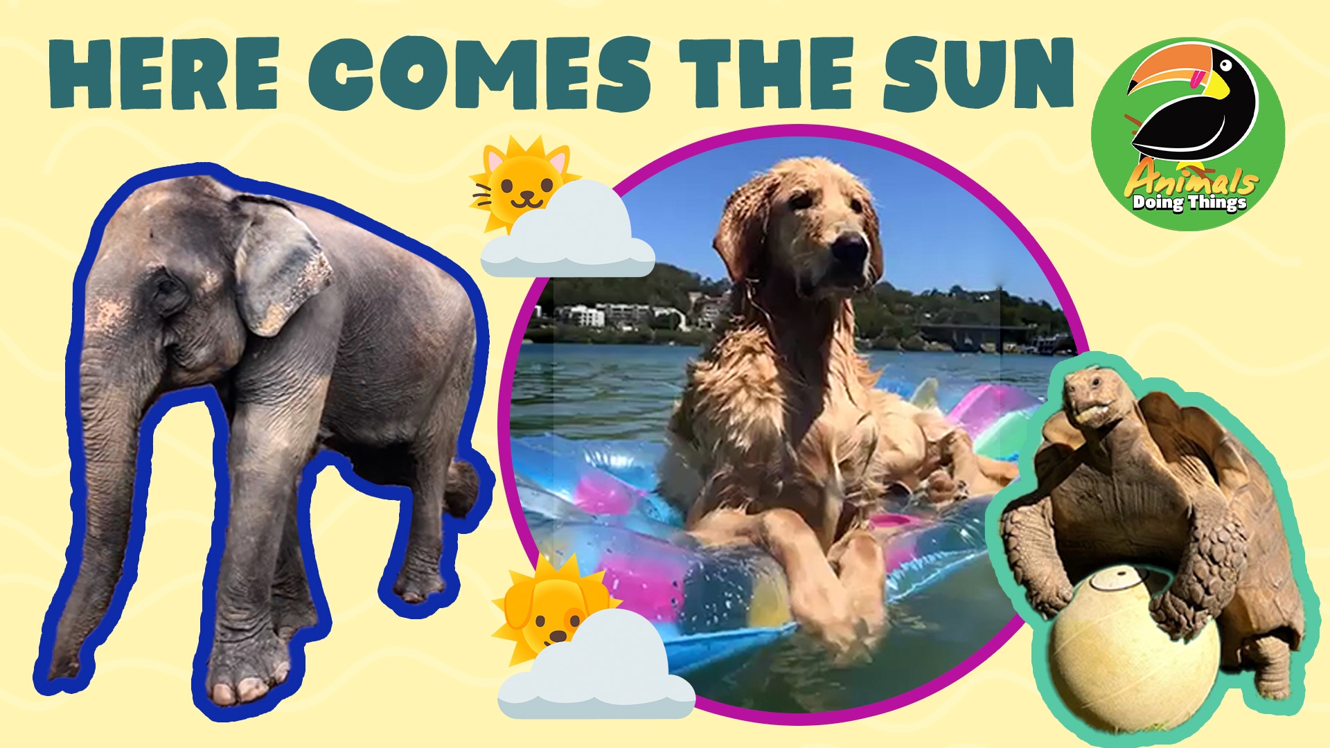 Animals Doing Things | Here Comes the Sun
