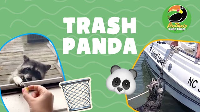 Animals Doings Things | Trash Panda