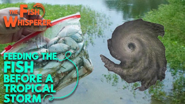 Feeding the Fish Before a Tropical St...