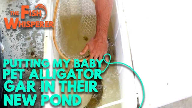 Putting My Baby Pet Alligator Gar in Their New Pond!