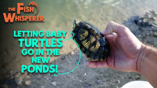 Letting the Baby Turtles Go in the New Ponds!