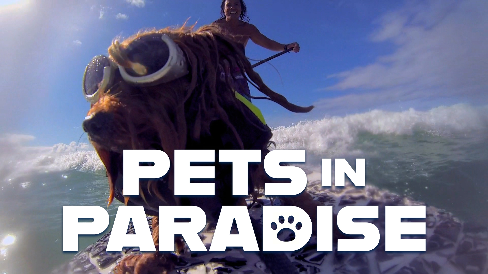 Surfing Dogs