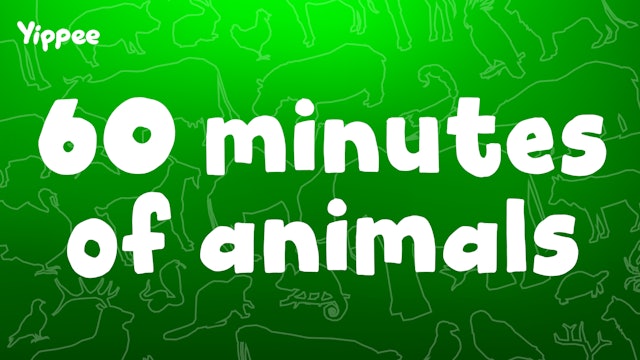 60 Minutes of Animals