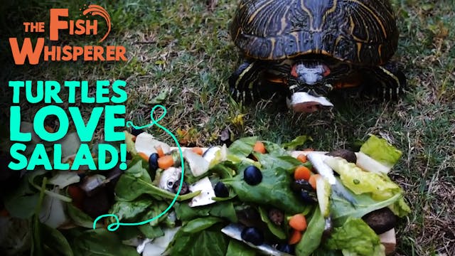 Turtles Love Salad!