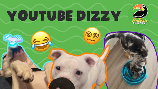 Animals Doing Things | YouTube Dizzy