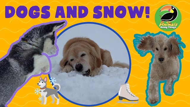 Animals Doing Things | Dogs and Snow!