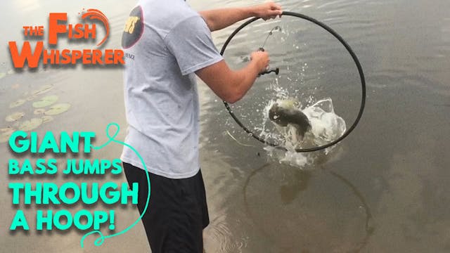 Giant Bass Jumps Through a Hoop!