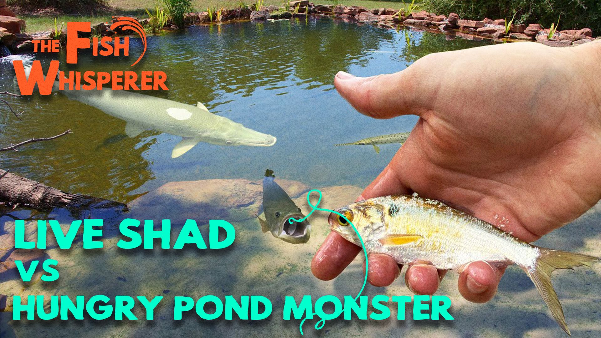 Live Shad VS. Hungry Pond Monsters!