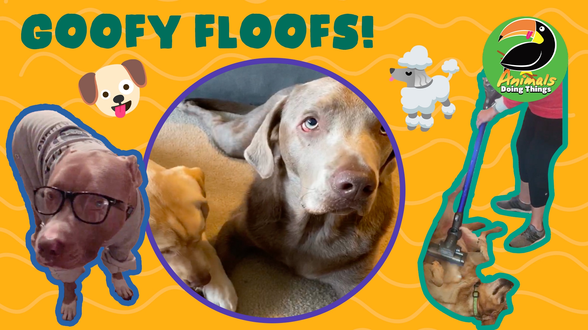 Animals Doing Things | Goofy Floofs!